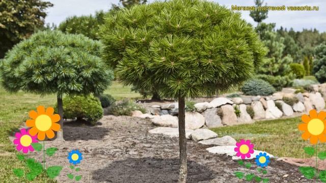 Сосна горная мопс штамб. Краткий обзор, описание характеристик, где купить крупномеры Pinus Mugo
