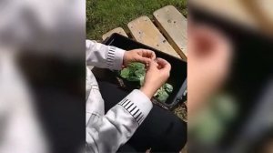 Плетем венок из листьев березы