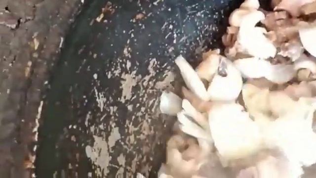 Тушёная мясо с картошкой.Stewed meat with potatoes. смотреть онлайн