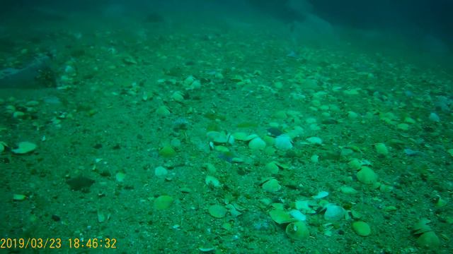 Японское море, гребешок. Japan Sea, Shells. смотреть онлайн