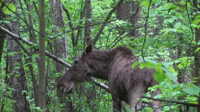 Лось. Лосиный остров. Май 2012. смотреть онлайн