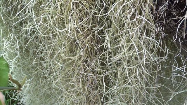 Tillandsia usneoides (L.) L. (tilandsie provazovkovitá) смотреть онлайн