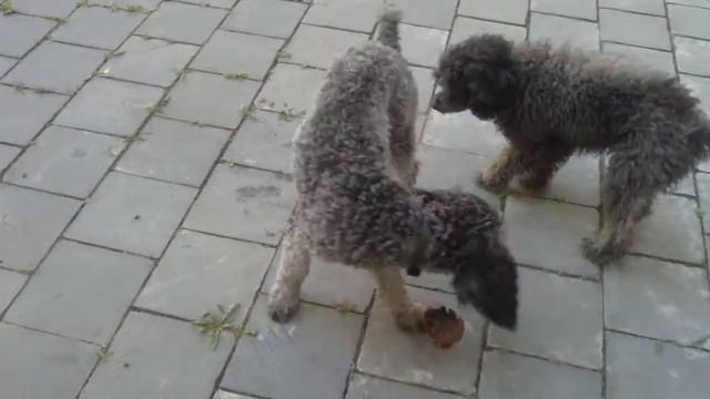Poodles Are Playing--პუდელები თამაშობენ