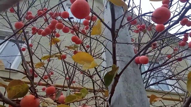 хурма