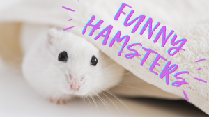 Смешные и прикольные хомяки, видео-подборка №1