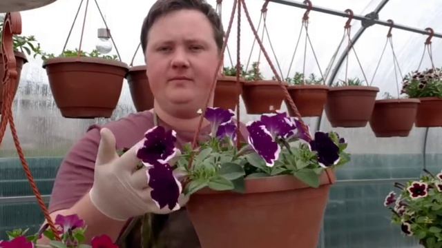 Петуния ампельная//Уход за кашпо в мае//Секрет огромных шаров! смотреть онлайн