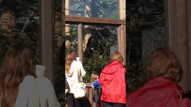 Noice смотреть онлайн