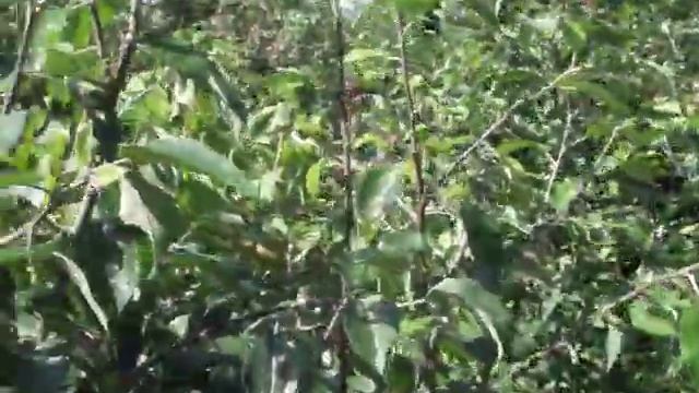 Прогулка по саду -18г. г.Нижнеудинск Иркутская обл. смотреть онлайн