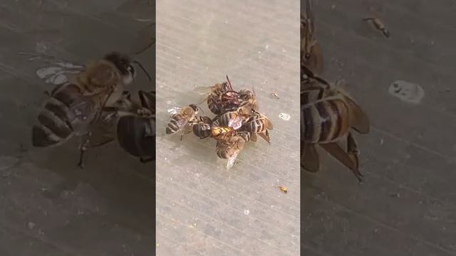 ШЕРШЕНЬ УБИЙЦА НАПАЛ НА ПЧЕЛ ЧТО С НИМ СТАЛО?? смотреть онлайн