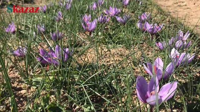 Safran Hasadı, Safran Neden Çok Pahalı. Harvesting Saffron. Why Saffron is Most Expensive Spice. смотреть онлайн