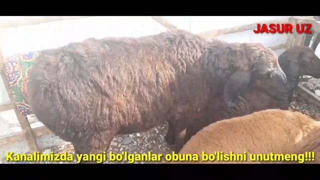 Qoy va paranda narxlari Yozyovon Chorshanba bozori 17.06.2020 смотреть онлайн