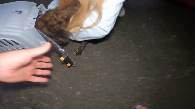 Catching cats for the TNR program смотреть онлайн