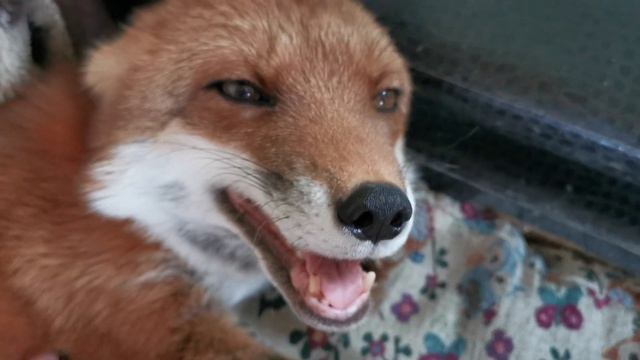 Лиса очень ГРОМКО обрадовалась смотреть онлайн