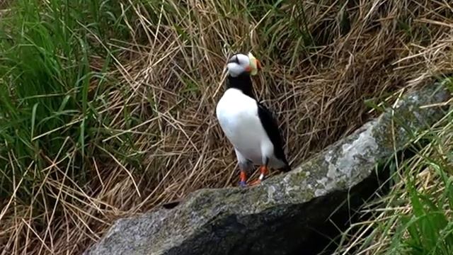 Ипатка смотреть онлайн