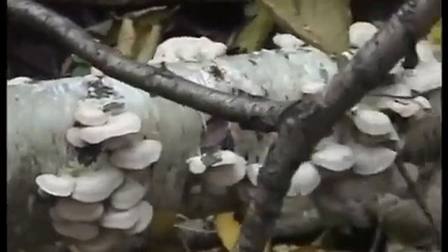 Рядовки Белые Голубиные, грибы Голубки. Черные грузди. смотреть онлайн