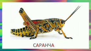 Насекомые для детей. Звуки насекомых. Карточки Домана.