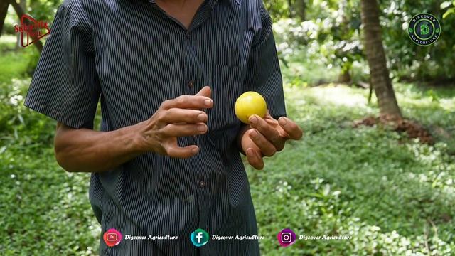 This Passionate Farmer grows more than 700 Exotic Fruit varieties | Anil Balanja Tropical Fruit Far смотреть онлайн