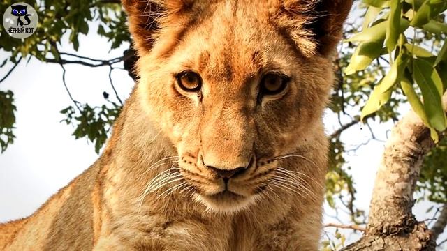 АФРИКАНСКИЙ ЛЕВ самый большой хищник Африки / Интересные факты о животных смотреть онлайн