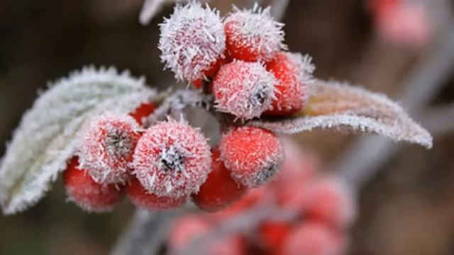 САМЫЕ ПОЛЕЗНЫЕ ЯГОДЫ И ФРУКТЫ НОЯБРЯ смотреть онлайн