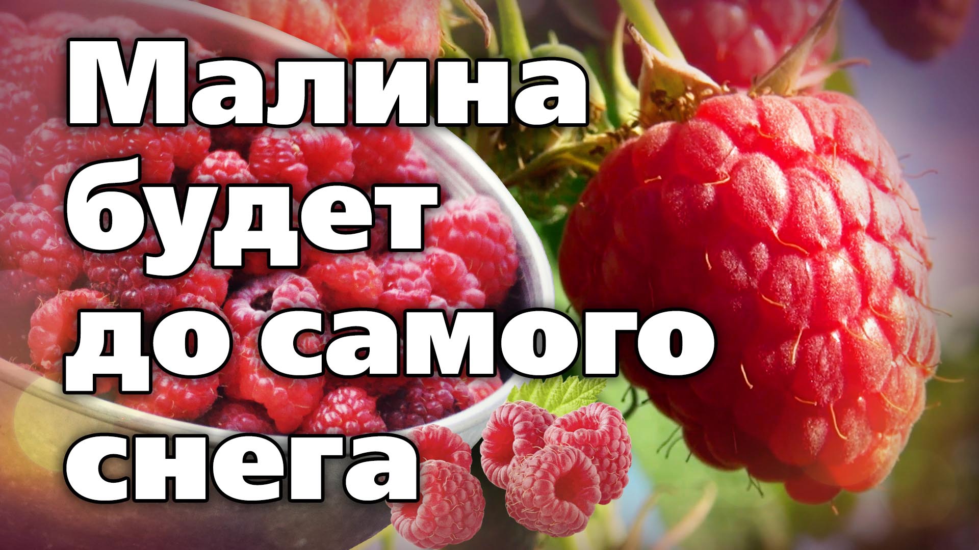 2 отличных ремонтантных сорта малины. Рекомендуем посадить смотреть онлайн