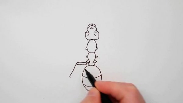 How to draw an ant - learn to draw insects step by step