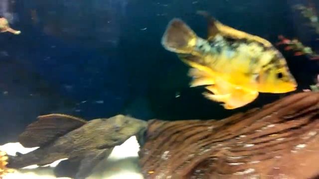 Аквариумный пылесос - aquarium monster fish смотреть онлайн