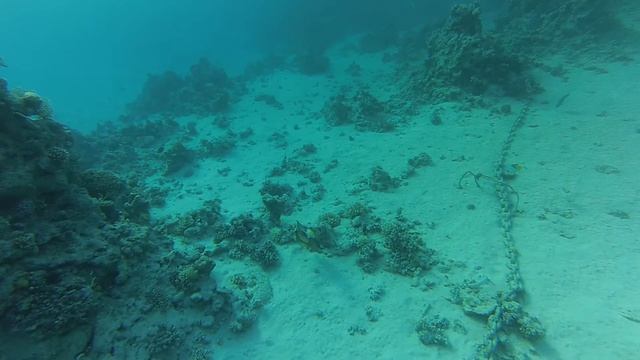 Рыбы красного моря. Титановый спинорог (Balistodes viridescens) смотреть онлайн