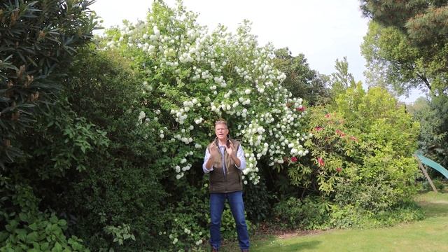 LA VIORNE 'BOULE DE NEIGE' ou VIBURNUM OPULUS 'ROSEUM' - Quelle Plante Pour Mon Jardin ? смотреть онлайн