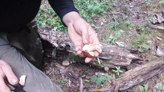 Чёрная. Белый гриб. 02-08-18 смотреть онлайн