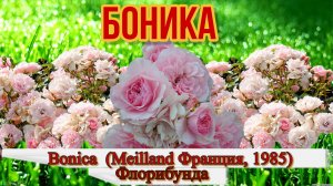Роза  Боника (Флорибунда) - Bonica  (Meilland Франция, 1985)