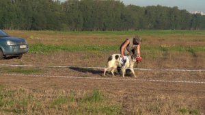 Русская псовая борзая. Забег №5. ЧРКФ по бегам борзых, Новый Милет, 05.08.2023.