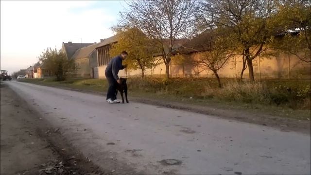Cane Corso - Eros Jr. L'Antico Nobile movement смотреть онлайн