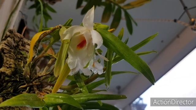 Два Цветуна Ноября?Ceratostylis rubra и D.?fuerstenbergianum смотреть онлайн