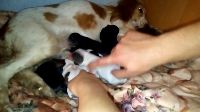 Новорожденные щенки кокер спаниель смотреть онлайн