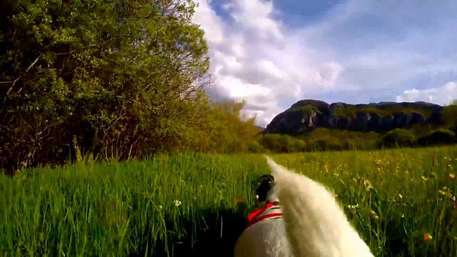[GoPro]Robin The Tricoloured Dalmatian Loves His Walk