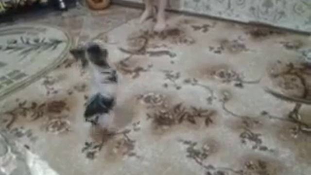 Как приучить собаку команде голос смотреть онлайн