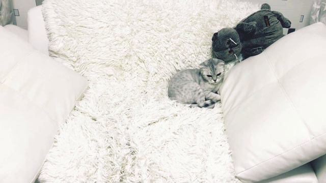 ИСТОРИЯ ОДНОЙ КОШАЧЬЕЙ ЛЮБВИ смотреть онлайн