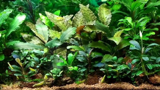 #relax#aquarium#tank#релакс Буцефаландры в моем аквариуме Bucephalandra aquarium Криптокарина Нури смотреть онлайн