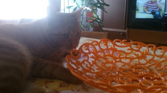 Рыжий кот пытается жевать пластиковую конфетницу | A red cat tries to chew a plastic candy bowl смотреть онлайн