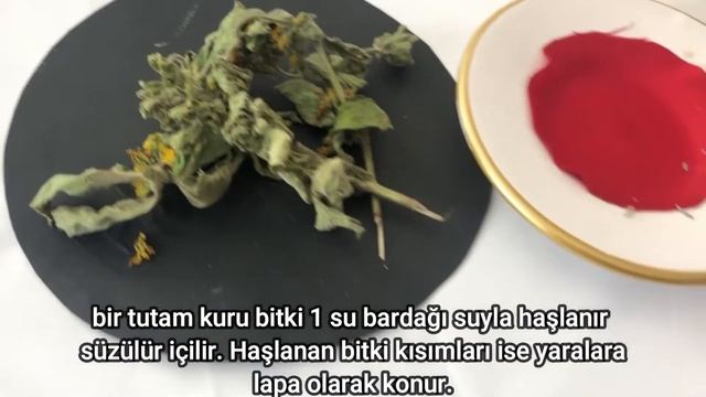 Şifalı BENLİ KARGAOTU Lysimachia punctata Nedir Nasıl Kullanılır смотреть онлайн