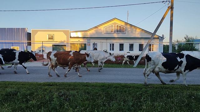 Коровы смотреть онлайн