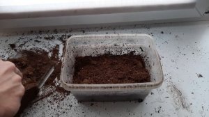 Как укладывать прыткую ящерицу в спячку