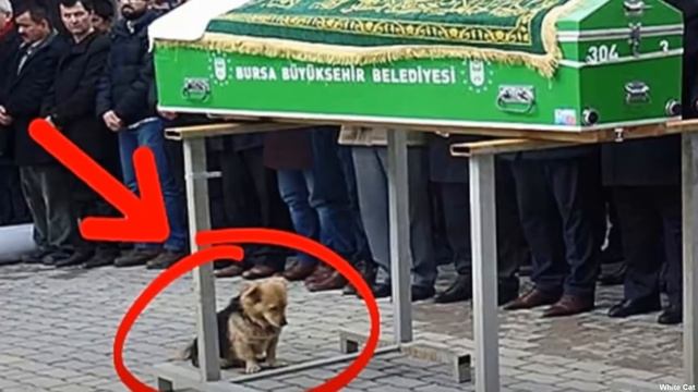 СОБАКА ПРИШЛА НА ПОХОРОНЫ ХОЗЯИНА ТО, ЧТО ПРОИЗОШЛО ДАЛЬШЕ ПОРАЗИЛО ВСЕХ! смотреть онлайн