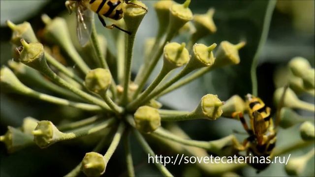 Плющ вечнозелёный, цветение. Ivy flowers смотреть онлайн
