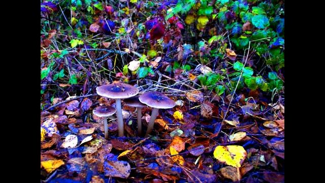 Shroom Trip смотреть онлайн