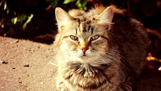 ПОЧЕМУ НЕЛЬЗЯ СМОТРЕТЬ КОШКАМ В ГЛАЗА смотреть онлайн