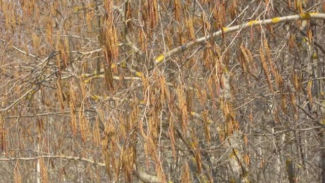 Цветет ольха