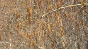 Цветет ольха