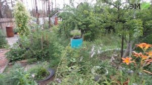 Применение Байкал ЭМ 1 на дачном участке