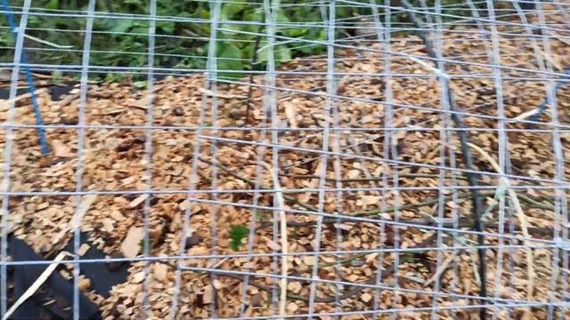 4 ноября 2020 г. Укрытие роз! Каркасы! смотреть онлайн